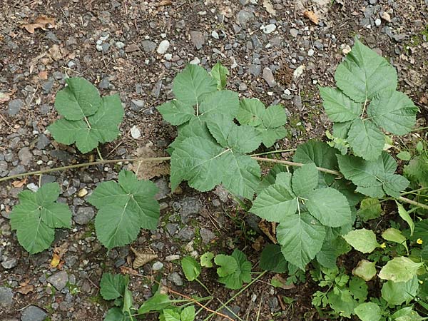 Rubus nemorosus \ Hain-Haselblatt-Brombeere / Wood Bramble, D Neuhof-Giesel 30.7.2019