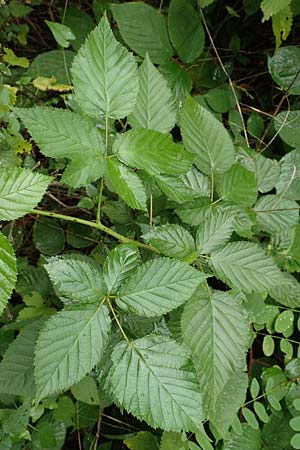Rubus nessensis \ Fuchsbeere, Halbaufrechte Brombeere / Suberect Bramble, D Karlsruhe 14.8.2019