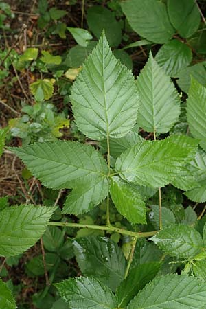 Rubus nessensis \ Fuchsbeere, Halbaufrechte Brombeere / Suberect Bramble, D Karlsruhe 14.8.2019