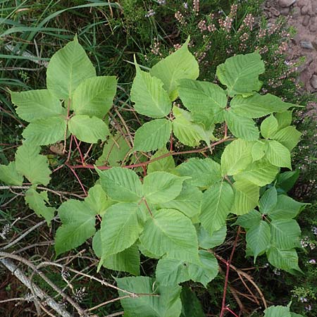 Rubus nessensis \ Fuchsbeere, Halbaufrechte Brombeere / Suberect Bramble, D Schwarzwald/Black-Forest, Hornisgrinde 6.9.2019