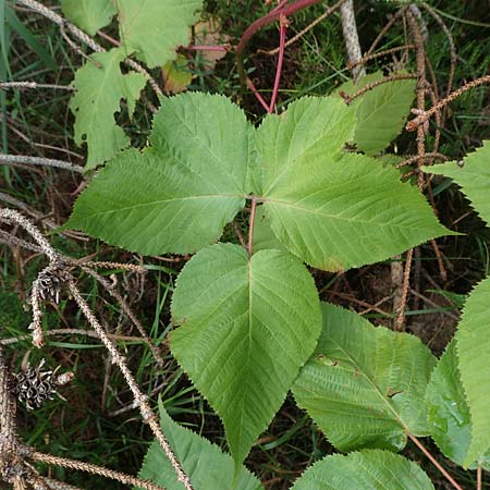 Rubus nessensis \ Fuchsbeere, Halbaufrechte Brombeere / Suberect Bramble, D Schwarzwald/Black-Forest, Hornisgrinde 6.9.2019