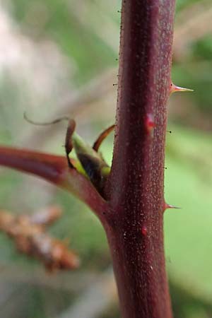 Rubus nessensis \ Fuchsbeere, Halbaufrechte Brombeere / Suberect Bramble, D Schwarzwald/Black-Forest, Hornisgrinde 6.9.2019