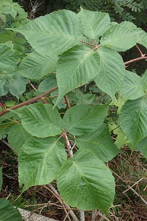 Rubus nessensis \ Fuchsbeere, Halbaufrechte Brombeere / Suberect Bramble, D Schwarzwald/Black-Forest, Hornisgrinde 6.9.2019