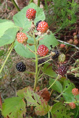 Rubus nessensis \ Fuchsbeere, Halbaufrechte Brombeere / Suberect Bramble, D Schwarzwald/Black-Forest, Hornisgrinde 6.9.2019