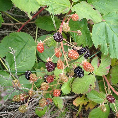 Rubus nessensis \ Fuchsbeere, Halbaufrechte Brombeere / Suberect Bramble, D Schwarzwald/Black-Forest, Hornisgrinde 6.9.2019