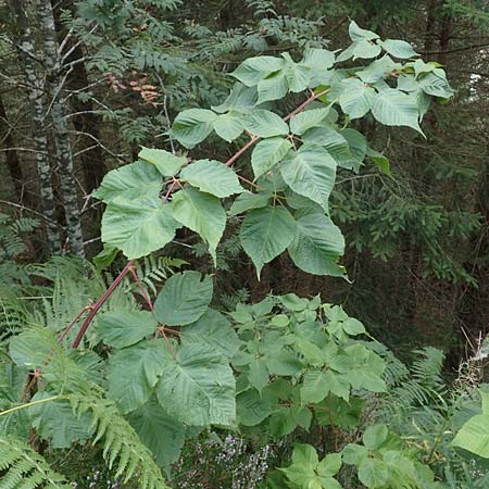Rubus nessensis \ Fuchsbeere, Halbaufrechte Brombeere / Suberect Bramble, D Schwarzwald/Black-Forest, Hornisgrinde 6.9.2019
