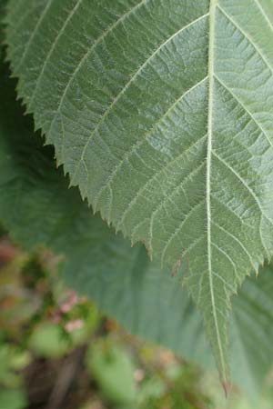 Rubus nessensis \ Fuchsbeere, Halbaufrechte Brombeere / Suberect Bramble, D Schwarzwald/Black-Forest, Hornisgrinde 6.9.2019