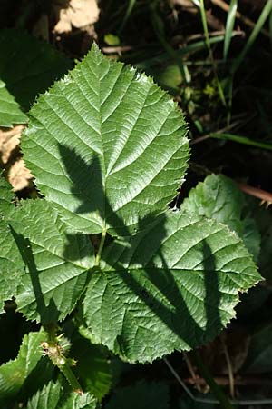 Rubus nord-weschnitztal \ Nord-Weschnitzt&auml;ler Haselblatt-Brombeere / Northern Weschnitz-Valley Bramble, D Odenwald, F&uuml;rth-Schlierbach 26.6.2020