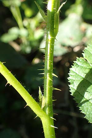 Rubus nord-weschnitztal \ Nord-Weschnitzt&auml;ler Haselblatt-Brombeere / Northern Weschnitz-Valley Bramble, D Odenwald, F&uuml;rth-Schlierbach 26.6.2020