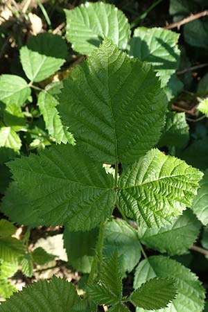 Rubus nord-weschnitztal \ Nord-Weschnitzt&auml;ler Haselblatt-Brombeere / Northern Weschnitz-Valley Bramble, D Odenwald, F&uuml;rth-Schlierbach 26.6.2020