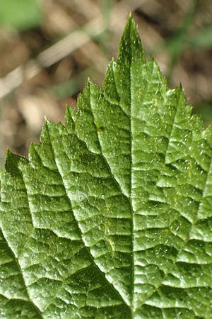 Rubus nord-weschnitztal \ Nord-Weschnitzt&auml;ler Haselblatt-Brombeere / Northern Weschnitz-Valley Bramble, D Odenwald, F&uuml;rth-Schlierbach 26.6.2020