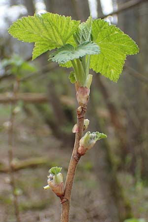 Ribes nigrum \ Schwarze Johannisbeere / Black Currant, D M&ouml;mlingen 8.4.2023