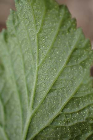 Ribes nigrum \ Schwarze Johannisbeere / Black Currant, D M&ouml;mlingen 8.4.2023