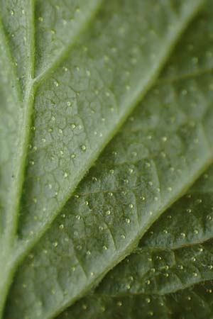 Ribes nigrum \ Schwarze Johannisbeere / Black Currant, D M&ouml;mlingen 8.4.2023