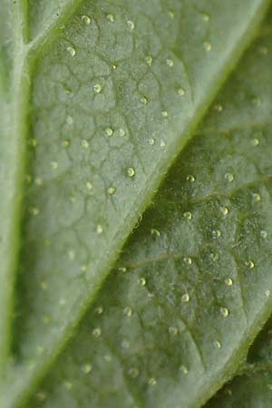 Ribes nigrum \ Schwarze Johannisbeere / Black Currant, D M&ouml;mlingen 8.4.2023