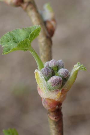 Ribes nigrum \ Schwarze Johannisbeere / Black Currant, D M&ouml;mlingen 8.4.2023