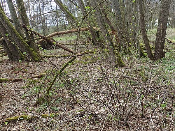 Ribes nigrum \ Schwarze Johannisbeere / Black Currant, D M&ouml;mlingen 8.4.2023
