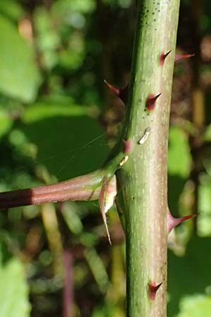 Rubus nessensis \ Fuchsbeere, Halbaufrechte Brombeere / Suberect Bramble, D Neckarsteinach 24.8.2024