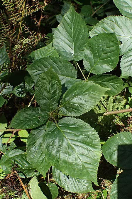 Rubus nessensis \ Fuchsbeere, Halbaufrechte Brombeere / Suberect Bramble, D Neckarsteinach 24.8.2024