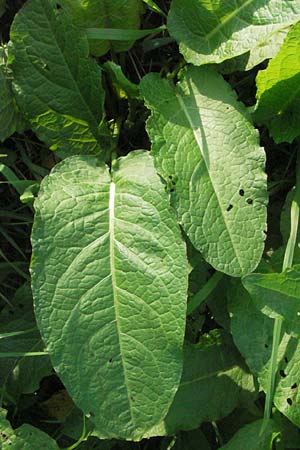 Rumex obtusifolius s.l. \ Stumpfbl&auml;ttriger Ampfer / Broad-Leaved Dock, D Hemsbach 16.8.2007