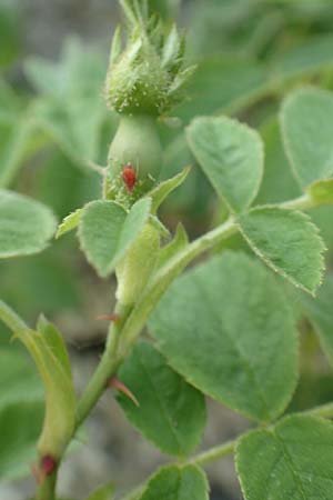 Rosa scabriuscula \ Kratz-Rose / Roughish Rose, D Fridingen 3.6.2015