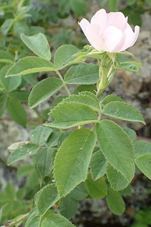 Rosa scabriuscula \ Kratz-Rose / Roughish Rose, D Fridingen 3.6.2015