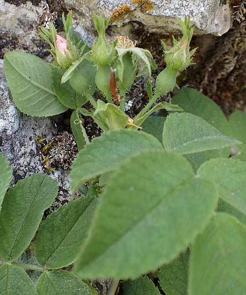 Rosa scabriuscula \ Kratz-Rose / Roughish Rose, D Fridingen 3.6.2015