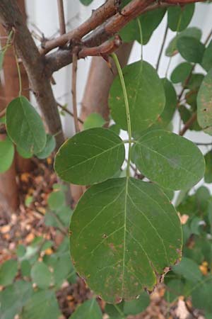 Robinia pseudoacacia \ Robinie / False Acacia, D Mannheim,  Friesenheimer Insel 13.10.2015