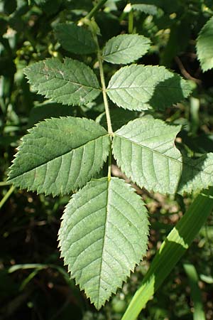 Rosa subcollina \ Falsche Hecken-Rose, Falsche H�gel-Rose / False Corymb Rose, D Lonetal bei/near Bissingen 28.6.2016