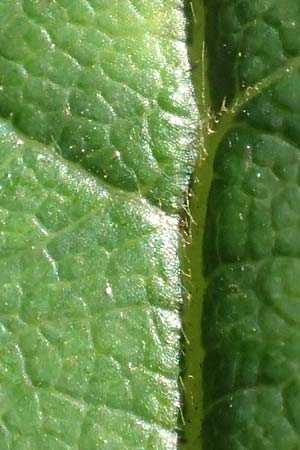 Rosa subcollina \ Falsche Hecken-Rose, Falsche H�gel-Rose / False Corymb Rose, D Lonetal bei/near Bissingen 28.6.2016