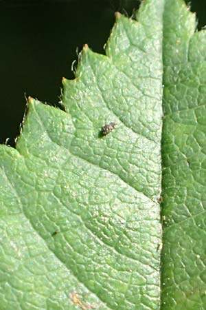Rosa subcollina \ Falsche Hecken-Rose, Falsche H�gel-Rose / False Corymb Rose, D Lonetal bei/near Bissingen 28.6.2016