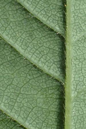 Rosa subcollina \ Falsche Hecken-Rose, Falsche H�gel-Rose / False Corymb Rose, D Lonetal bei/near Bissingen 28.6.2016