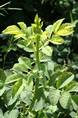 Rosa subcollina \ Falsche Hecken-Rose, Falsche H�gel-Rose / False Corymb Rose, D Lonetal bei/near Bissingen 28.6.2016