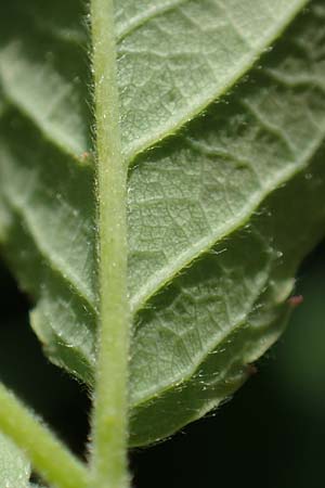 Rosa subcollina \ Falsche Hecken-Rose, Falsche H�gel-Rose / False Corymb Rose, D Lonetal bei/near Bissingen 28.6.2016