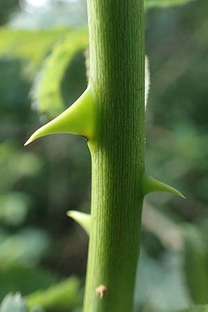 Rosa subcollina \ Falsche Hecken-Rose, Falsche H�gel-Rose / False Corymb Rose, D Lonetal bei/near Bissingen 28.6.2016