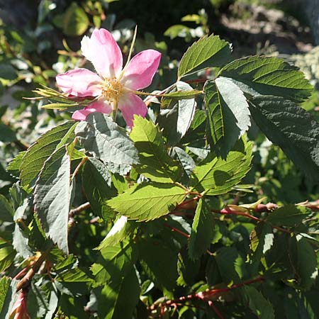 Rosa pendulina \ Alpen-Heckenrose / Alpine Rose, D Pfronten 28.6.2016