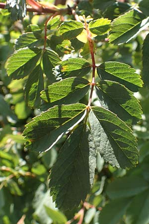 Rosa pendulina \ Alpen-Heckenrose / Alpine Rose, D Pfronten 28.6.2016