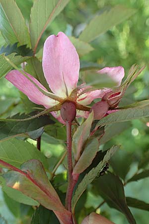 Rosa pendulina \ Alpen-Heckenrose / Alpine Rose, D Pfronten 28.6.2016