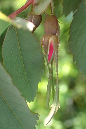 Rosa pendulina \ Alpen-Heckenrose / Alpine Rose, D Pfronten 28.6.2016