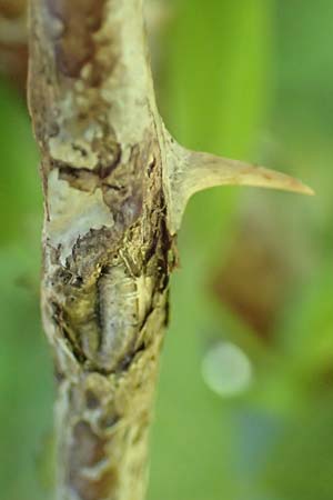 Rosa pendulina \ Alpen-Heckenrose / Alpine Rose, D Pfronten 28.6.2016