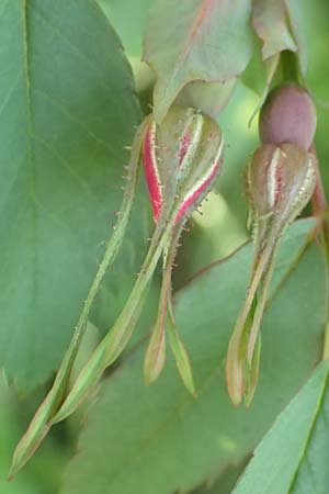 Rosa pendulina \ Alpen-Heckenrose / Alpine Rose, D Pfronten 28.6.2016