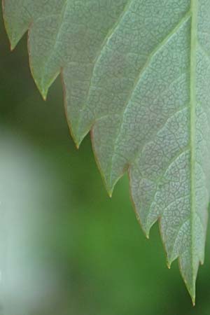 Rosa pendulina \ Alpen-Heckenrose / Alpine Rose, D Pfronten 28.6.2016