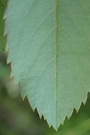 Rosa pendulina \ Alpen-Heckenrose / Alpine Rose, D Pfronten 28.6.2016