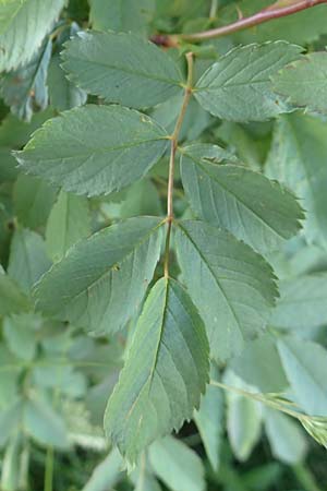 Rosa pendulina \ Alpen-Heckenrose / Alpine Rose, D Pfronten 28.6.2016