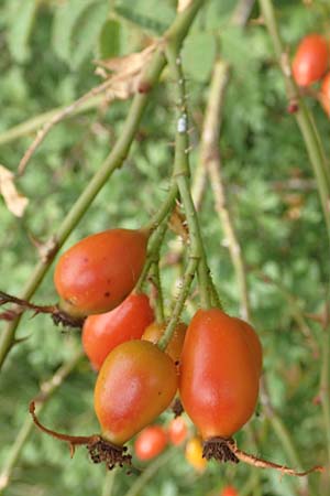Rosa rubiginosa \ Wein-Rose / Sweet Briar, D Wurmlingen 3.9.2016