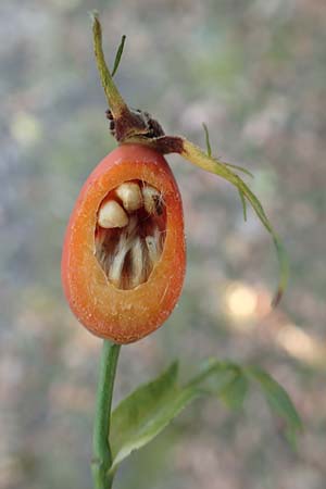 Rosa canina \ Hunds-Rose / Dog Rose, Wild Briar, D Mannheim 11.9.2016
