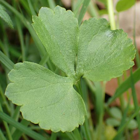 Ranunculus opimus \ Stattlicher Gold-Hahnenfu�, Feister Gold-Hahnenfu� / Portly Goldilocks, D Gro&szlig;wallstadt am Main 8.4.2017