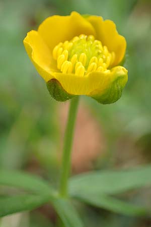 Ranunculus opimus \ Stattlicher Gold-Hahnenfu�, Feister Gold-Hahnenfu� / Portly Goldilocks, D Gro&szlig;wallstadt am Main 8.4.2017