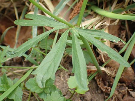 Ranunculus opimus \ Stattlicher Gold-Hahnenfu�, Feister Gold-Hahnenfu� / Portly Goldilocks, D Gro&szlig;wallstadt am Main 8.4.2017