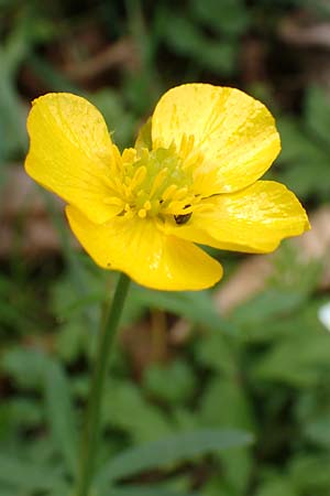 Ranunculus opimus \ Stattlicher Gold-Hahnenfu�, Feister Gold-Hahnenfu� / Portly Goldilocks, D Gro&szlig;wallstadt am Main 8.4.2017
